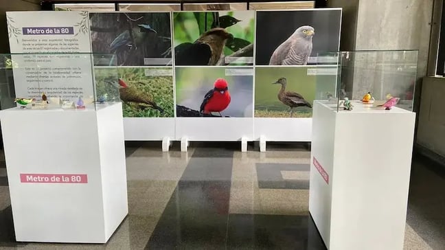 Aves del corredor de la 80 protagonizan exposición artística y ambiental