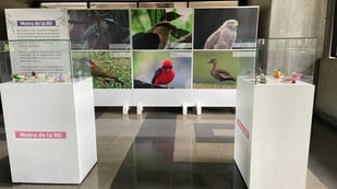 Aves del corredor de la 80 protagonizan exposición artística y ambiental