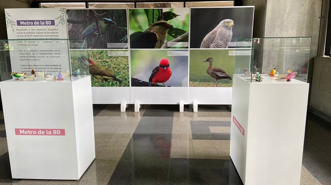 Aves del corredor de la 80 protagonizan exposición artística y ambiental