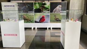 Aves del corredor de la 80 protagonizan exposición artística y ambiental