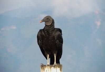 El Metro de la 80 realizará activación pedagógica “Un territorio para todos” sobre las especies de fauna que habitan el corredor del proyecto