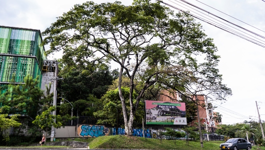 Imagen de un árbol de algarrobo en zona de influencia del Metro de la 80. 